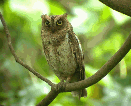 Ryūkyū scops owl wwwplanetofbirdscomMasterSTRIGIFORMESStrigida
