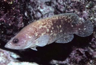 Rypticus Rypticus bicolor Mottled Soapfish Discover Life