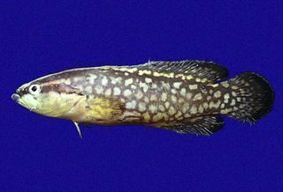 Rypticus Rypticus nigripinnis Blackfin Soapfish Discover Life