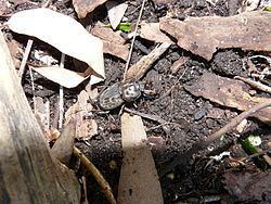 Ryssonotus nebulosus httpsuploadwikimediaorgwikipediacommonsthu