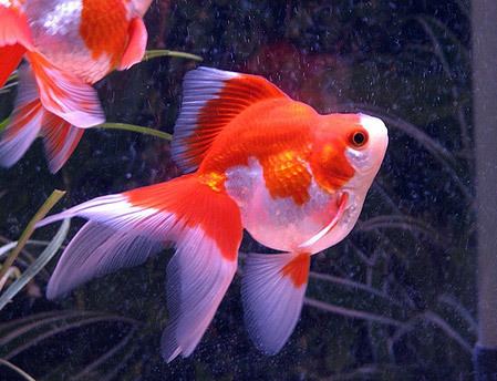 Ryukin Ryukin Goldfish