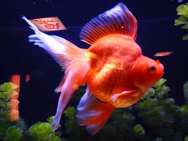 Ryukin Ryukin Goldfish Tips and Characteristics
