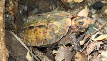Ryukyu black-breasted leaf turtle Japan Asks CITES To Protect Ryukyu Blackbreasted Leaf Turtle