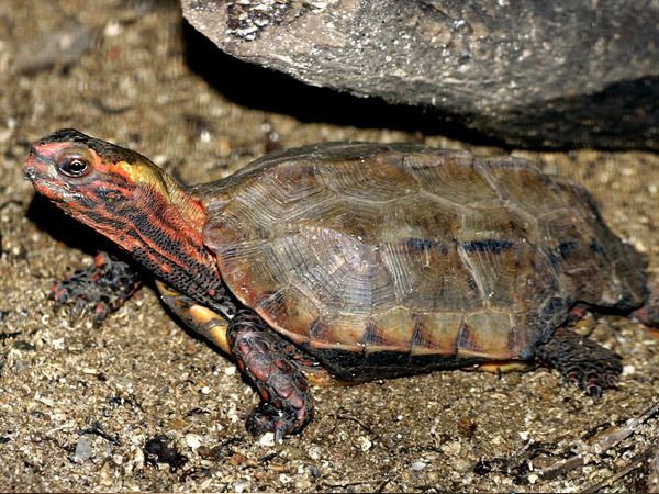 Ryukyu black-breasted leaf turtle httpswwwkonicaminoltacomkidsendangeredanim