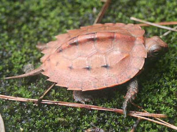 Ryukyu black-breasted leaf turtle Ryukyu Blackbreasted Leaf Turtle Animal Wildlife