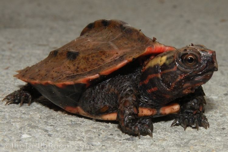 Ryukyu black-breasted leaf turtle Geoemyda japonica Natural History Care and Photo