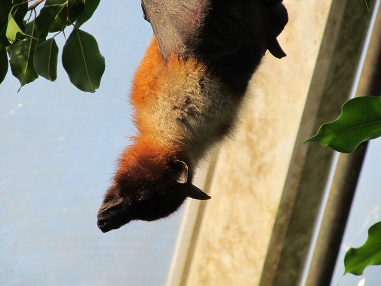 Ryukyu flying fox httpsuploadwikimediaorgwikipediacommons88