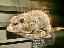 Ryukyu long-tailed giant rat httpsuploadwikimediaorgwikipediacommonsthu