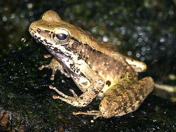 Ryukyu tip-nosed frog httpswwwkonicaminoltacomkidsendangeredanim