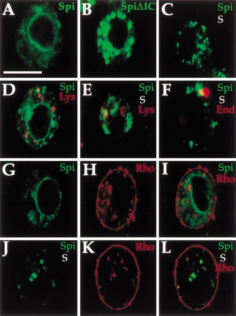 S2 (star) Intracellular trafficking by Star regulates cleavage of the