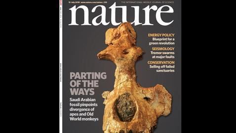 Saadanius Paleolitico Noticioso Aparece en Arabia Saud el crneo de un