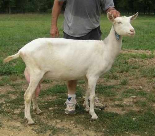 Saanen goat Saanen Goat Does at Bonnie Blue Farm