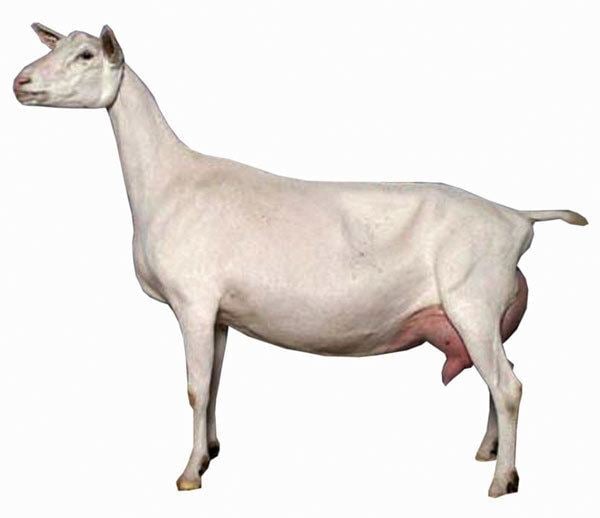 Saanen goat Saanen Goat Breed Spotlight Dairy Goat Journal
