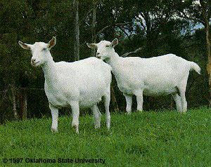 Saanen goat Breeds of Livestock Saanen Goats Breeds of Livestock Department