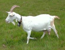 Saanen goat httpsuploadwikimediaorgwikipediacommonsthu
