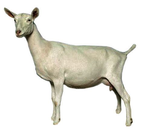 Saanen goat Saanen Goat Breed Spotlight Dairy Goat Journal