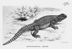 Saara (lizard) httpsuploadwikimediaorgwikipediacommonsthu
