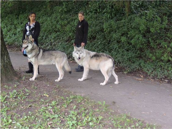 Saarloos wolfdog large wolf hybrids Saarloos wolfdog 3 Wolf Hybrid Pinterest