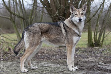 Saarloos wolfdog Saarloos Wolfdog History Personality Appearance Health and Pictures