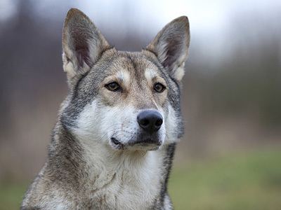 Saarloos wolfdog Saarloos wolfdog breed informationPictures