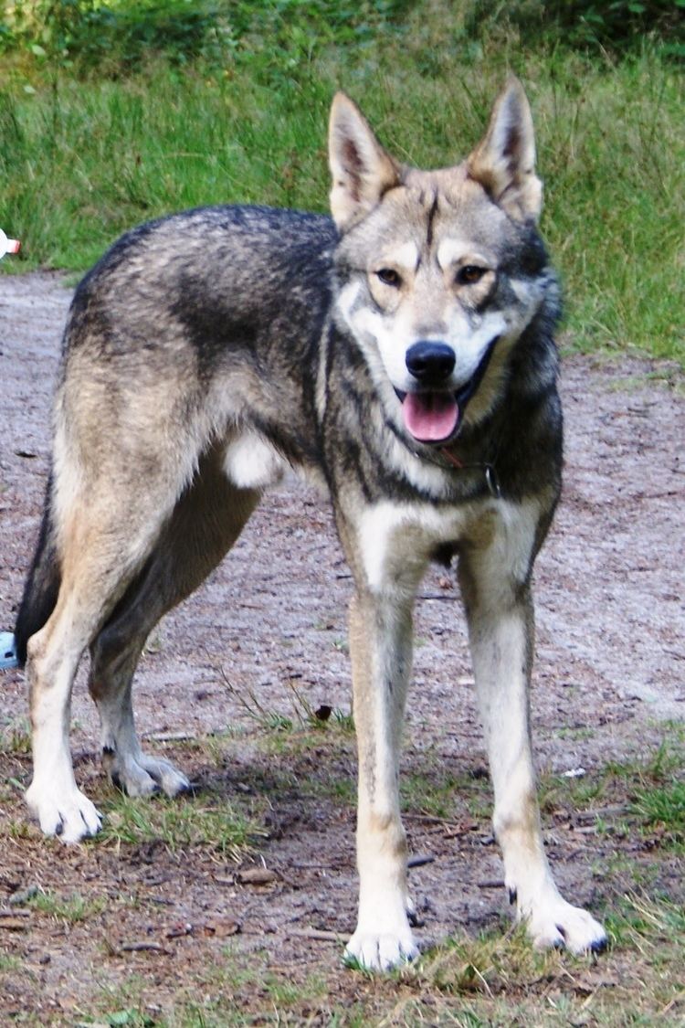Saarloos wolfdog Saarloos wolfdog Wikipedia