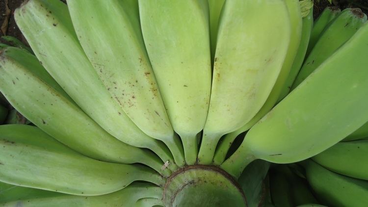 Saba banana FileSaba banana 4jpg Wikimedia Commons