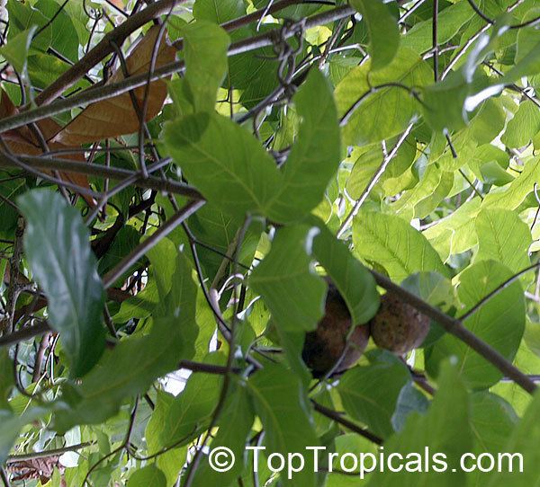 Saba comorensis Tropical plant catalog TopTropicalscom