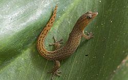 Saba least gecko httpsuploadwikimediaorgwikipediacommonsthu