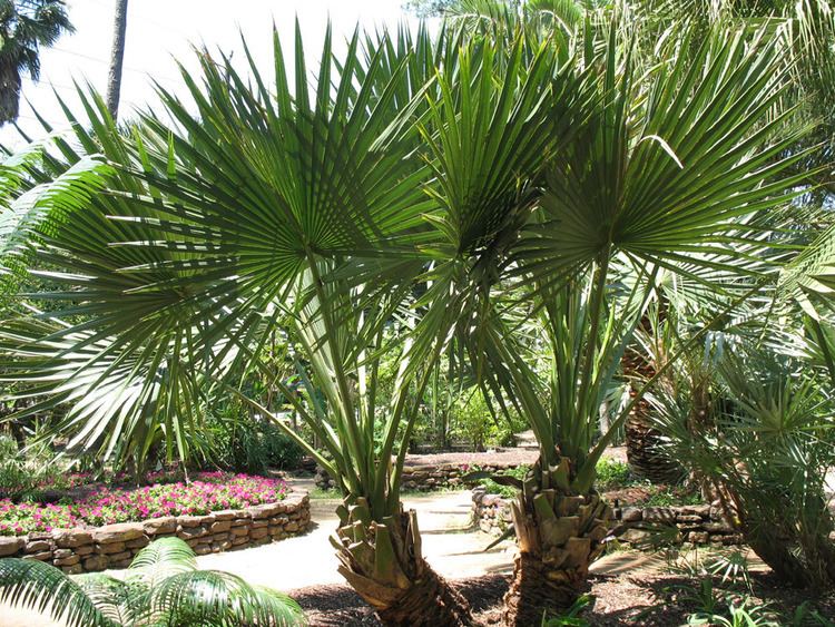 Sabal Online Plant Guide Sabal minor x Sabal mexicana Louisiana Sabal Palm