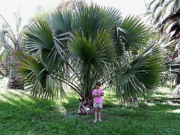 Sabal bermudana Sabal bermudana Palmpedia Palm Grower39s Guide