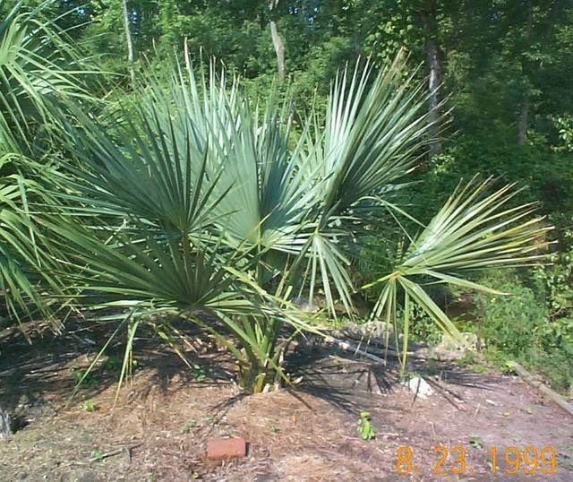 Sabal 'Birmingham' Birmingham39 progress PNW Palms and Exotics