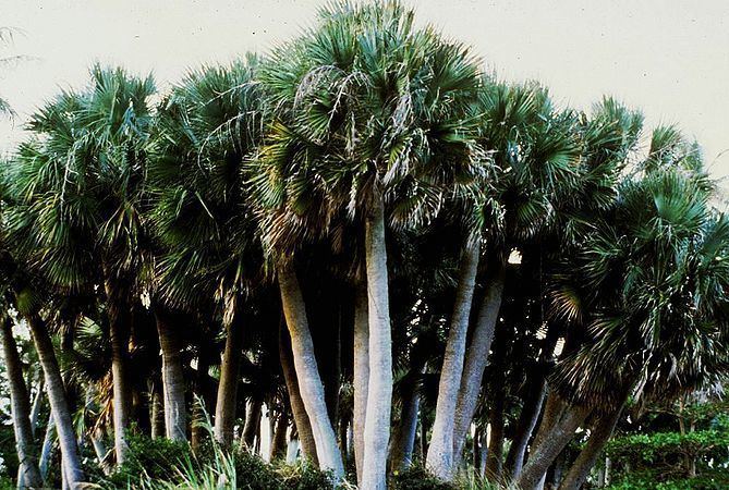 Sabal causiarum Sabal causiarum Palmpedia Palm Grower39s Guide