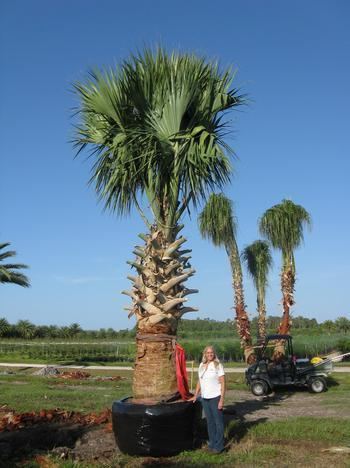 Sabal causiarum Sabal Causiarum Puerto Rican Hat Palm