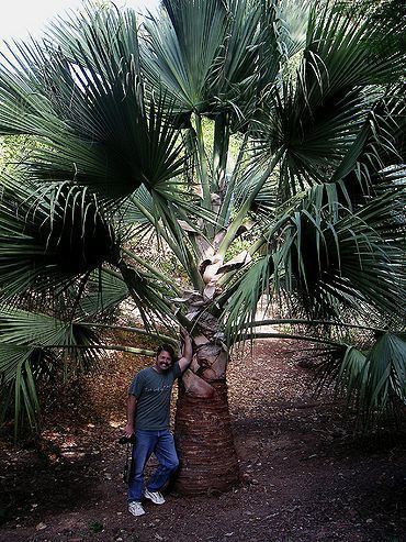 Sabal causiarum Sabal causiarum Palmpedia Palm Grower39s Guide