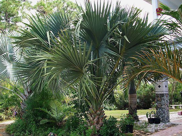 Sabal Sabal bermudana Palmpedia Palm Grower39s Guide