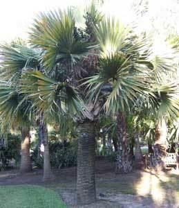 Sabal domingensis Sabal domingensis Palmpedia Palm Grower39s Guide