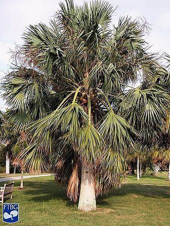 Sabal domingensis Sabal domingensis Palmpedia Palm Grower39s Guide