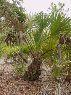 Sabal etonia Sabal etonia Scrub palmetto Discover Life