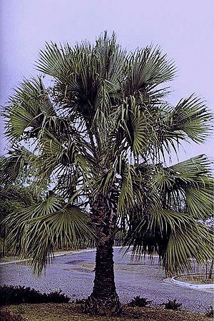 Sabal maritima Sabal maritima Palmpedia Palm Grower39s Guide