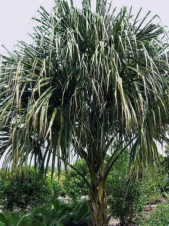 Sabal mauritiiformis Sabal mauritiiformis Palmpedia Palm Grower39s Guide