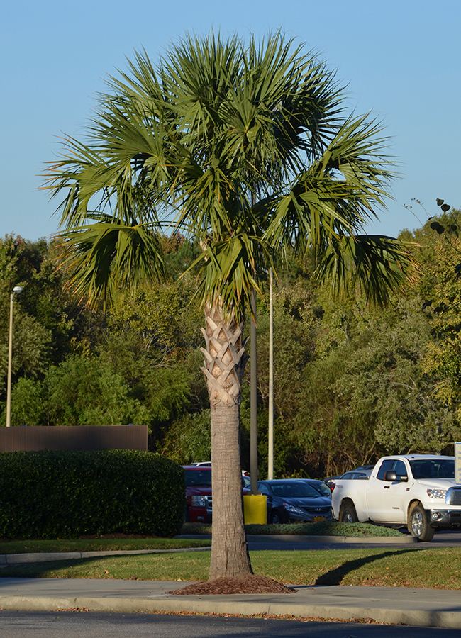 Sabal palmetto UFEI SelecTree A Tree Selection Guide