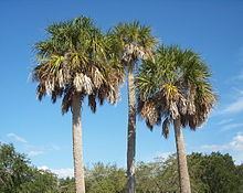 Sabal palmetto httpsuploadwikimediaorgwikipediacommonsthu