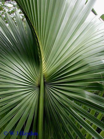 Sabal yapa Sabal yapa Palmpedia Palm Grower39s Guide