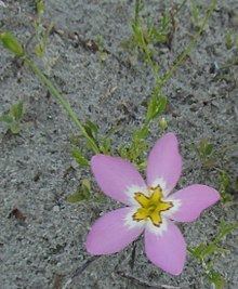 Sabatia stellaris httpsuploadwikimediaorgwikipediacommonsthu