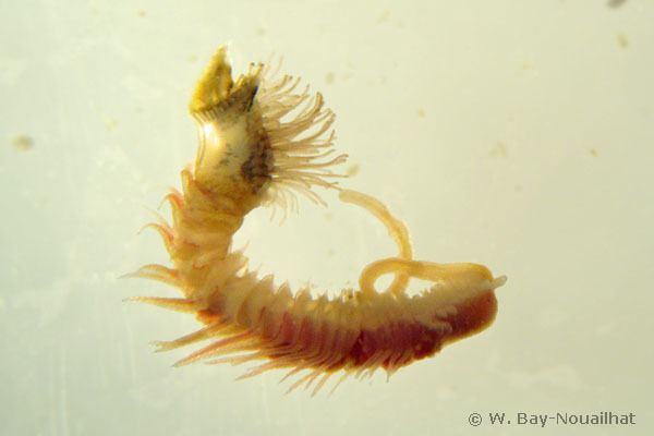 Sabellaria alveolata Sabellaria alveolata Honeycomb worm