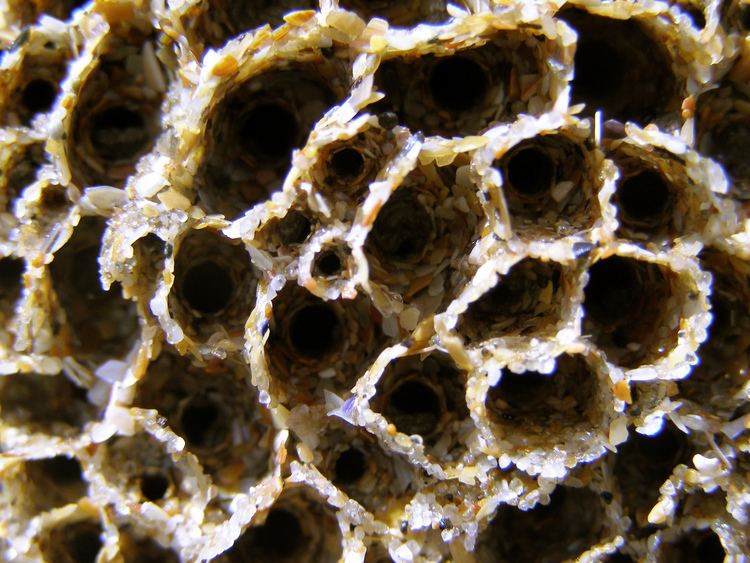 Sabellaria alveolata FileSabellaria alveolata reef closeupjpg Wikimedia Commons