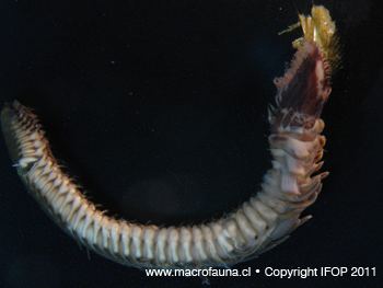 Sabellariidae Macrofauna Bentnica de Chile Compendio de Claves Taxonmicas