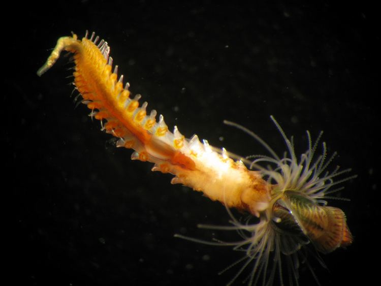 Sabellariidae Polychaete Worm Sabellariidae Greg Rouse Scripps MPA Flickr