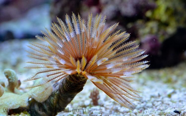 Sabellastarte What is a coral Sabellastarte sp Tube Worm Feather Duster Worm