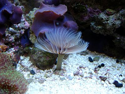 Sabellastarte Sabellastarte indica Saltwater amp Reef Species Profiles TFH